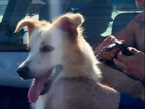 Cachorro ra a Border collie idade 1 ano nome SMOKE