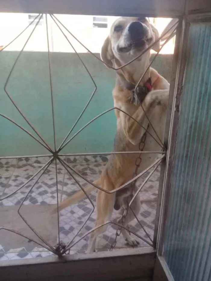 Cachorro ra a Mestiço  idade 4 anos nome Meia Noite