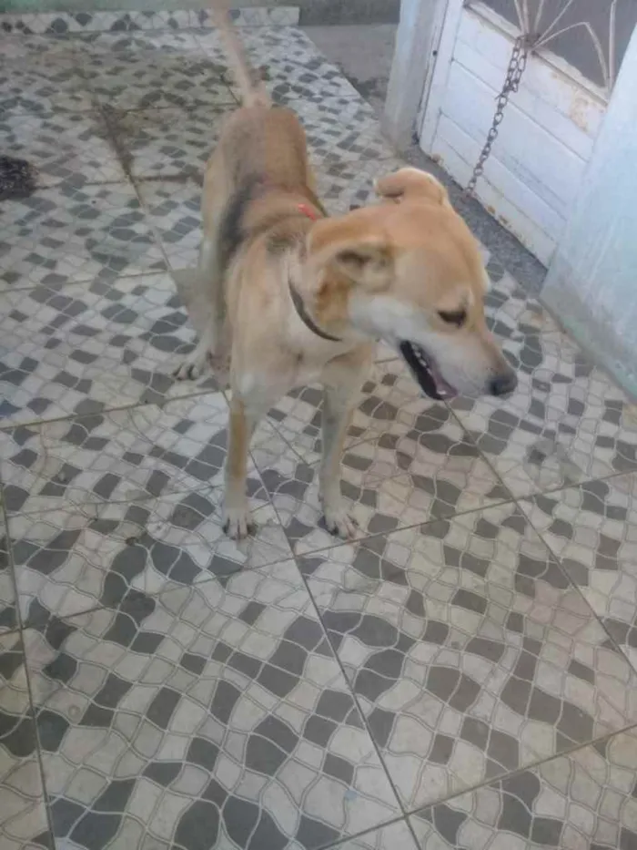 Cachorro ra a Mestiço  idade 4 anos nome Meia Noite