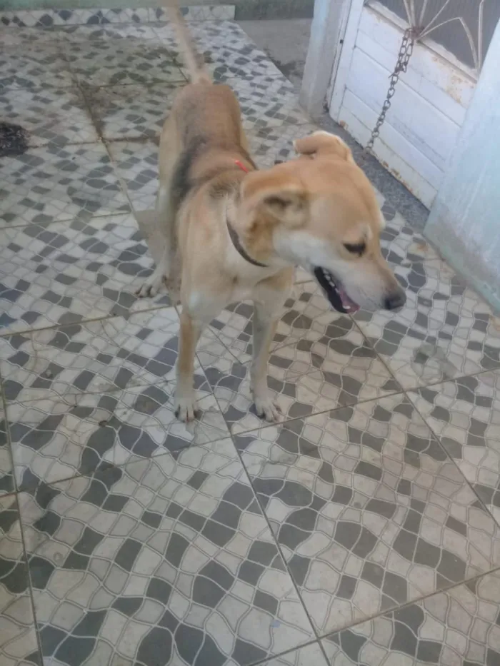 Cachorro ra a Mestiço  idade 4 anos nome Meia Noite