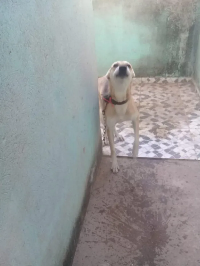 Cachorro ra a Mestiço  idade 4 anos nome Meia Noite