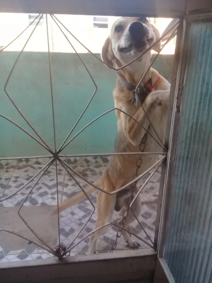 Cachorro ra a Mestiço  idade 4 anos nome Meia Noite