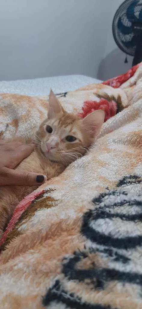 Gato ra a  idade 2 a 6 meses nome Mike
