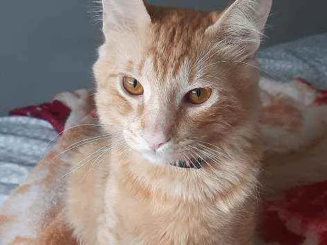 Gato ra a  idade 2 a 6 meses nome Mike