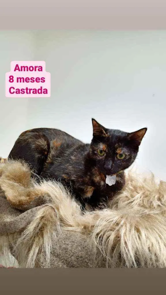 Gato raça Srd idade 7 a 11 meses nome Amora 
