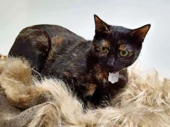 Gato raça Srd idade 7 a 11 meses nome Amora 