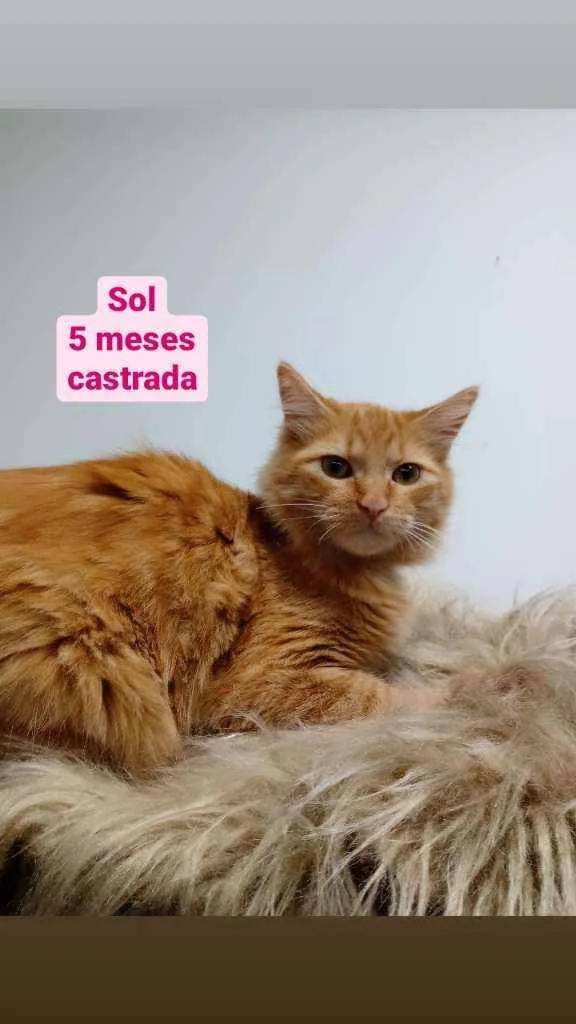 Gato raça Srd idade 2 a 6 meses nome Sol