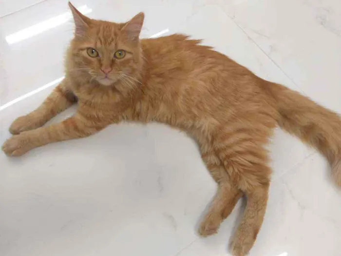 Gato raça Srd idade 2 a 6 meses nome Sol