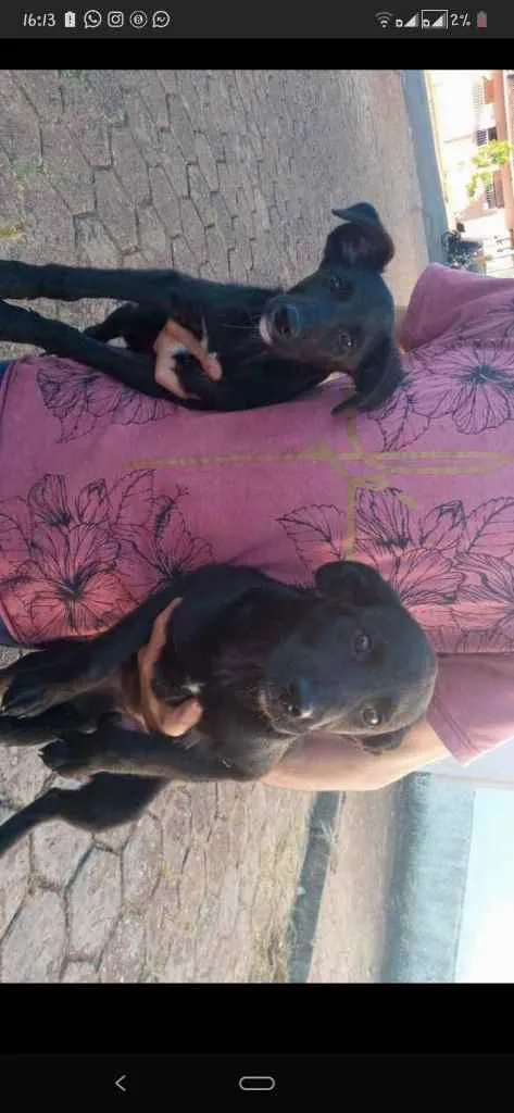 Cachorro ra a Vira-lata com labrador  idade 2 a 6 meses nome Diana e Zoe 