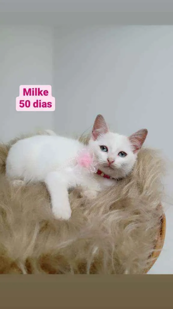 Gato raça Srd idade Abaixo de 2 meses nome Milke