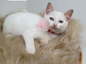 Gato raça Srd idade Abaixo de 2 meses nome Milke