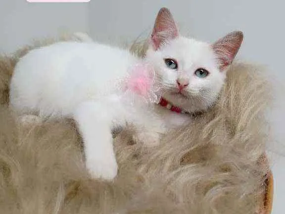 Gato raça Srd idade Abaixo de 2 meses nome Milke