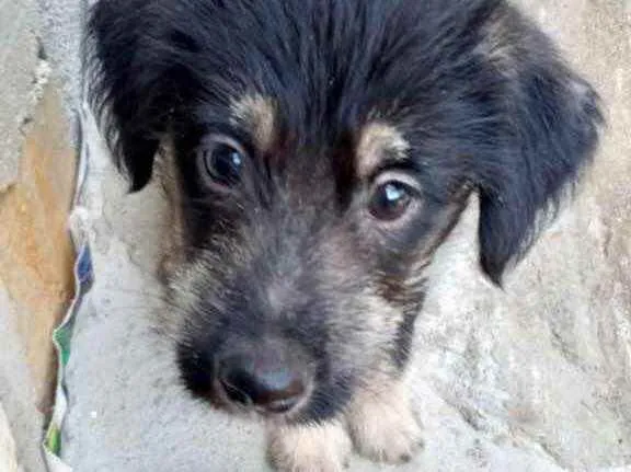 Cachorro raça Srd idade 2 a 6 meses nome Ricky bebê lindo 