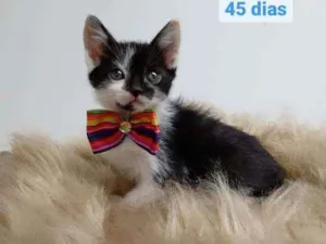 Gato raça Srd idade Abaixo de 2 meses nome Tony