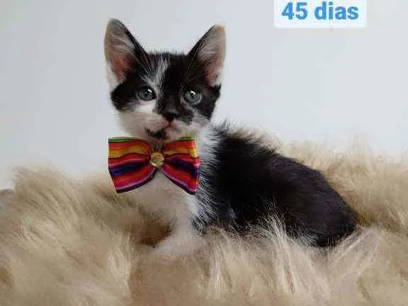 Gato raça Srd idade Abaixo de 2 meses nome Tony
