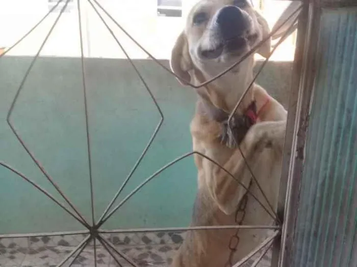 Cachorro ra a Mestiço  idade 4 anos nome Meia Noite