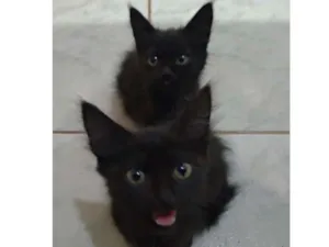 Gato raça  idade Abaixo de 2 meses nome Mimi e Fifi