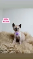 Gato raça Srd idade Abaixo de 2 meses nome Milla