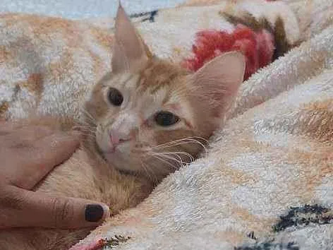 Gato ra a  idade 2 a 6 meses nome Mike