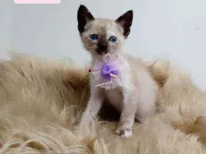 Gato raça Srd idade Abaixo de 2 meses nome Milla