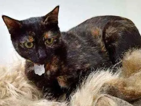 Gato raça Srd idade 7 a 11 meses nome Amora 