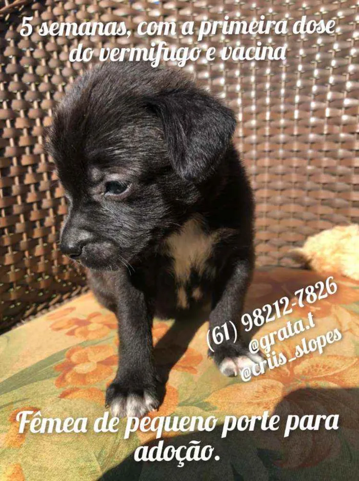 Cachorro ra a SRD idade Abaixo de 2 meses nome "Pipoca"