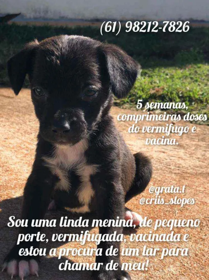 Cachorro ra a SRD idade Abaixo de 2 meses nome "Pipoca"