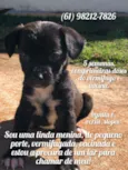 "Pipoca"