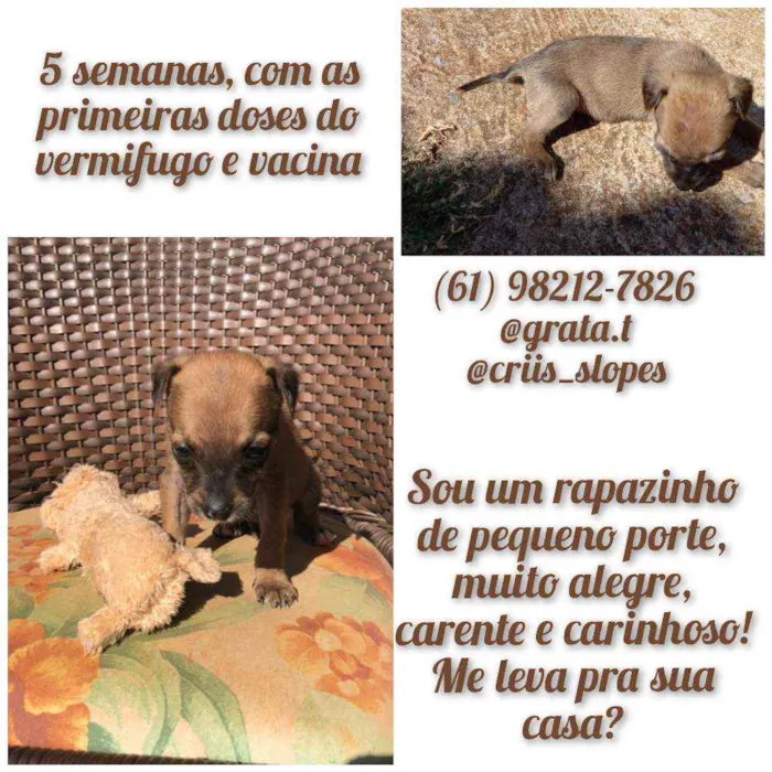 Cachorro ra a SRD idade Abaixo de 2 meses nome "Capuccino"