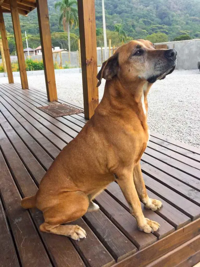 Cachorro ra a Indefinida idade 6 ou mais anos nome Magrelo