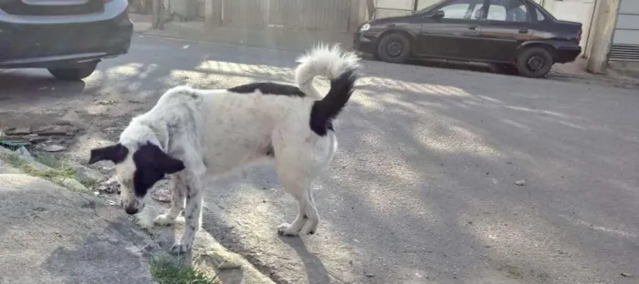 Cachorro raça  idade 3 anos nome Princesa