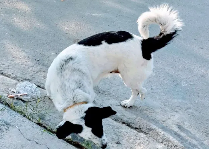 Cachorro raça  idade 3 anos nome Princesa