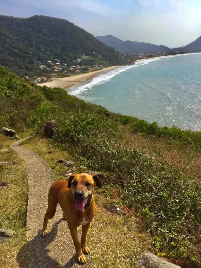 Cachorro ra a Indefinida idade 6 ou mais anos nome Magrelo