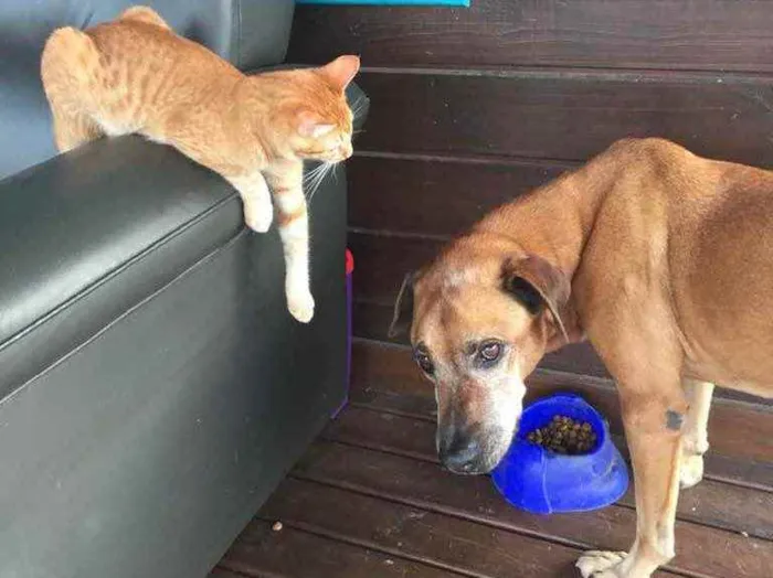 Cachorro ra a Indefinida idade 6 ou mais anos nome Magrelo
