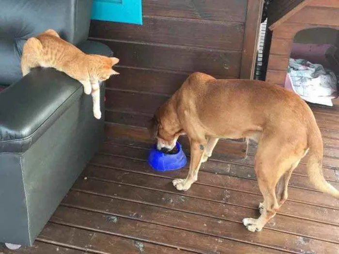 Cachorro ra a Indefinida idade 6 ou mais anos nome Magrelo
