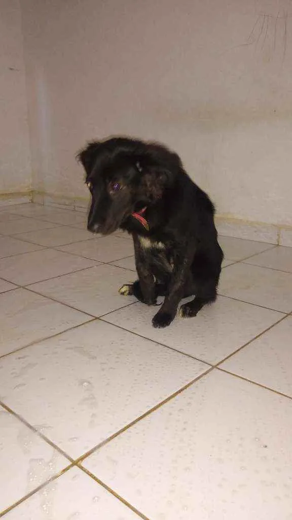 Cachorro ra a Sem raca idade 2 a 6 meses nome Sem nome 