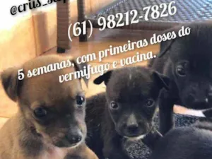 Cachorro raça SRD idade Abaixo de 2 meses nome FILHOTES