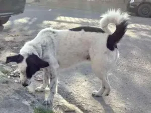 Cachorro raça  idade 3 anos nome Princesa