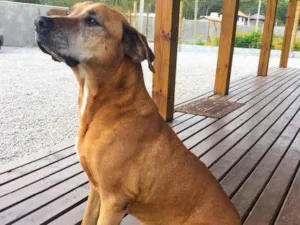 Cachorro raça Indefinida idade 6 ou mais anos nome Magrelo