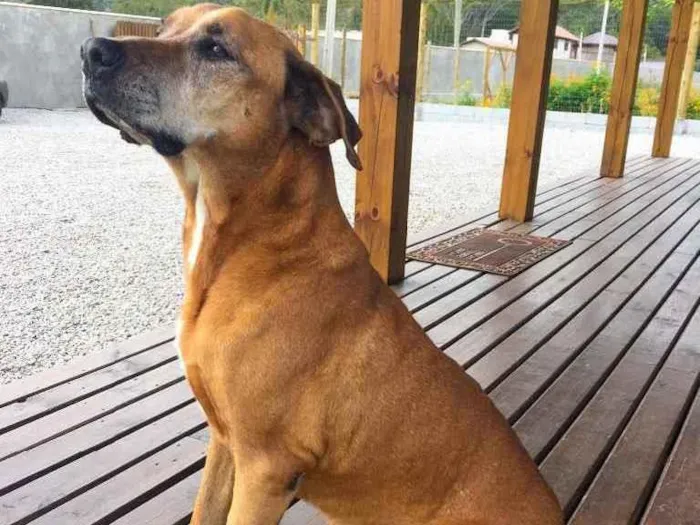 Cachorro ra a Indefinida idade 6 ou mais anos nome Magrelo