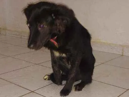 Cachorro ra a Sem raca idade 2 a 6 meses nome Sem nome 