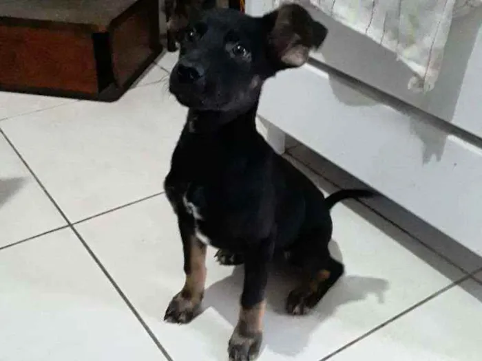 Cachorro ra a Misturado-pinscher e vira-lata idade 2 a 6 meses nome Bilu