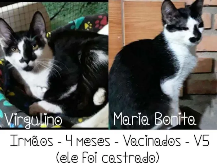 Gato ra a SRD idade 2 a 6 meses nome Virgulino/Ma Bonita