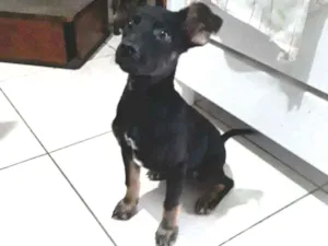 Cachorro raça Misturado-pinscher e vira-lata idade 2 a 6 meses nome Bilu