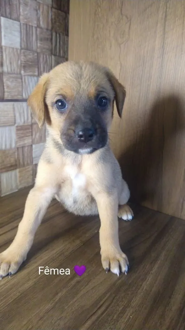 Cachorro ra a Sem raça idade Abaixo de 2 meses nome Pérola