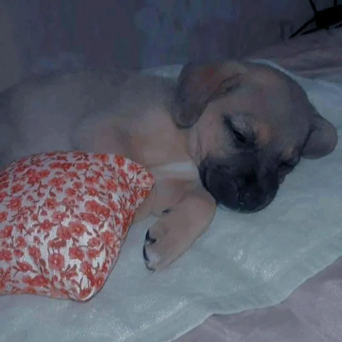 Cachorro ra a Sem raça idade Abaixo de 2 meses nome Pérola