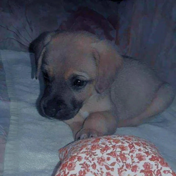 Cachorro ra a Sem raça idade Abaixo de 2 meses nome Pérola