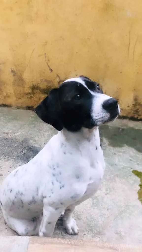 Cachorro ra a Vira-lata  idade 2 a 6 meses nome Safira