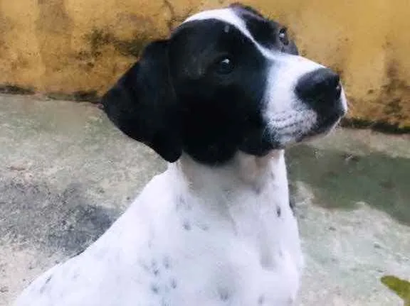 Cachorro ra a Vira-lata  idade 2 a 6 meses nome Safira