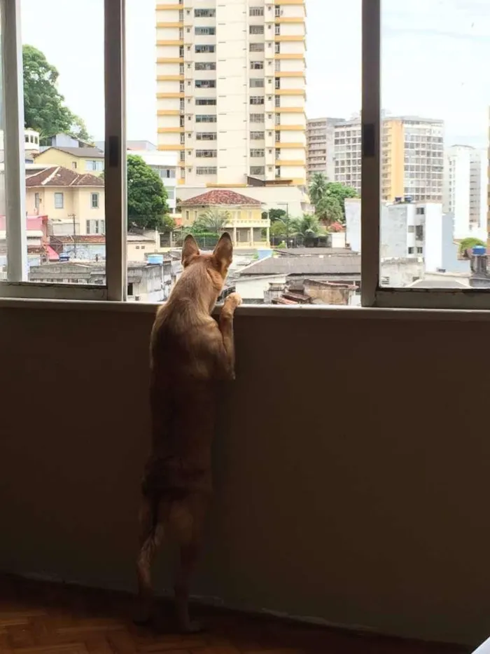 Cachorro raça Pastor Belga idade 1 ano nome Gaya
